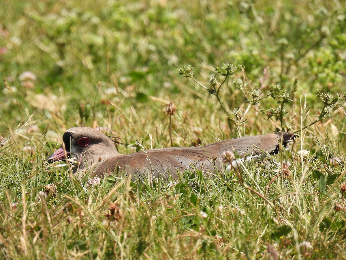 čejka jihoamerická - ML645904159