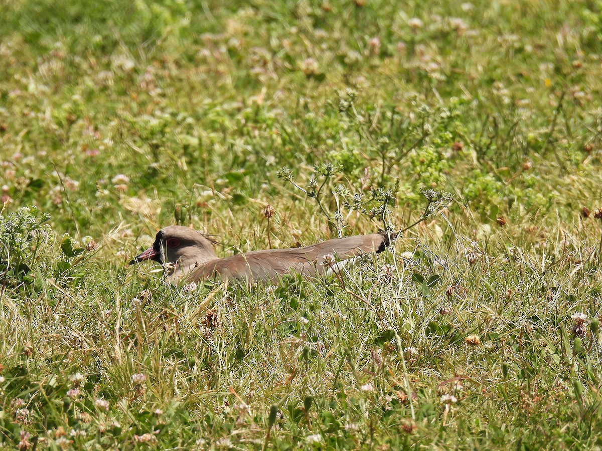 čejka jihoamerická - ML645904160