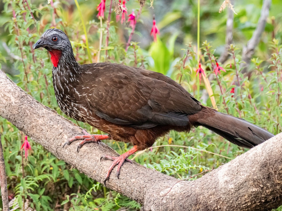 Andean Guan - ML645904161