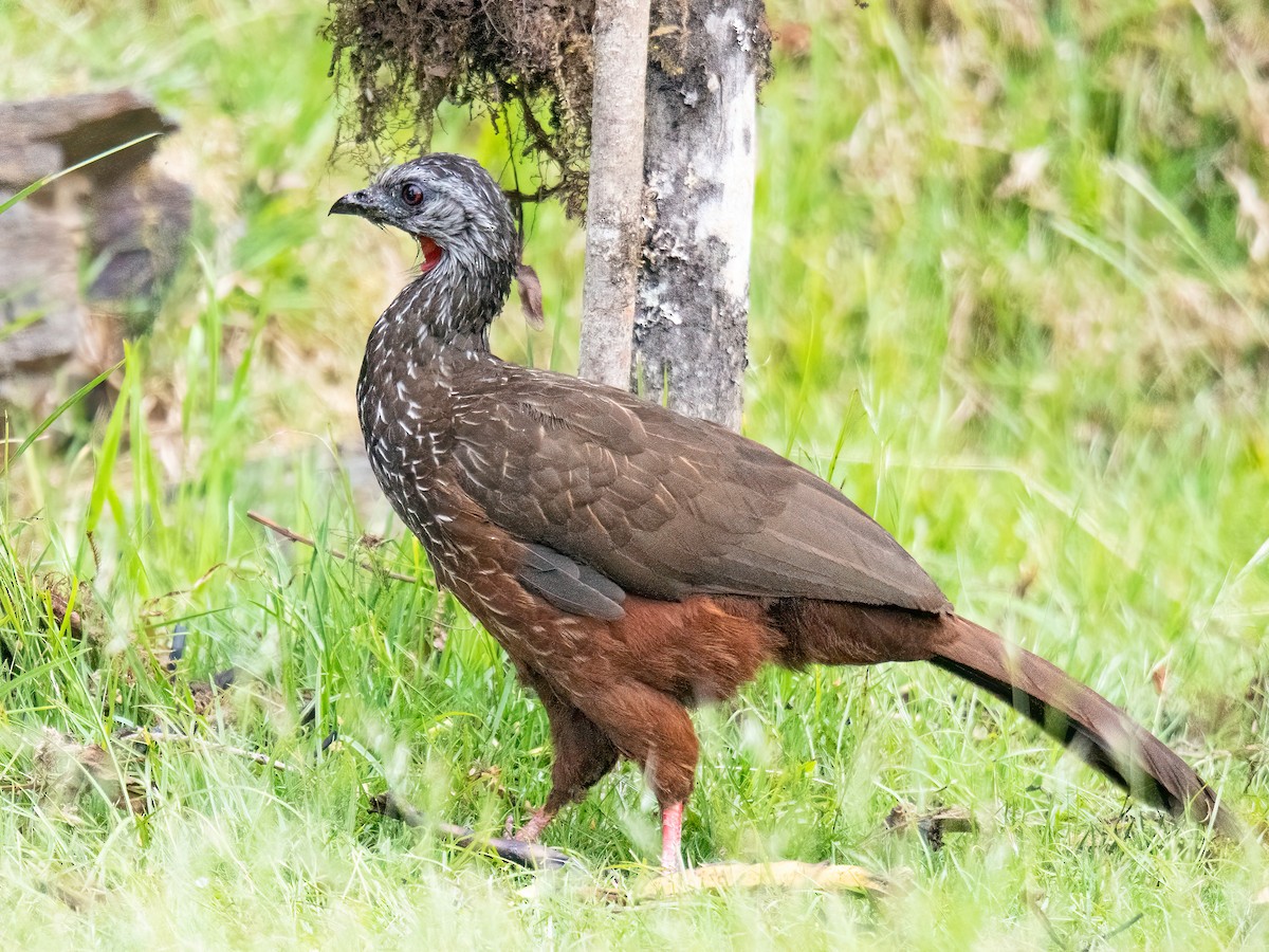 Andean Guan - ML645904162