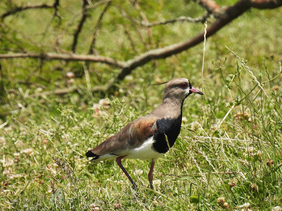 čejka jihoamerická - ML645904166