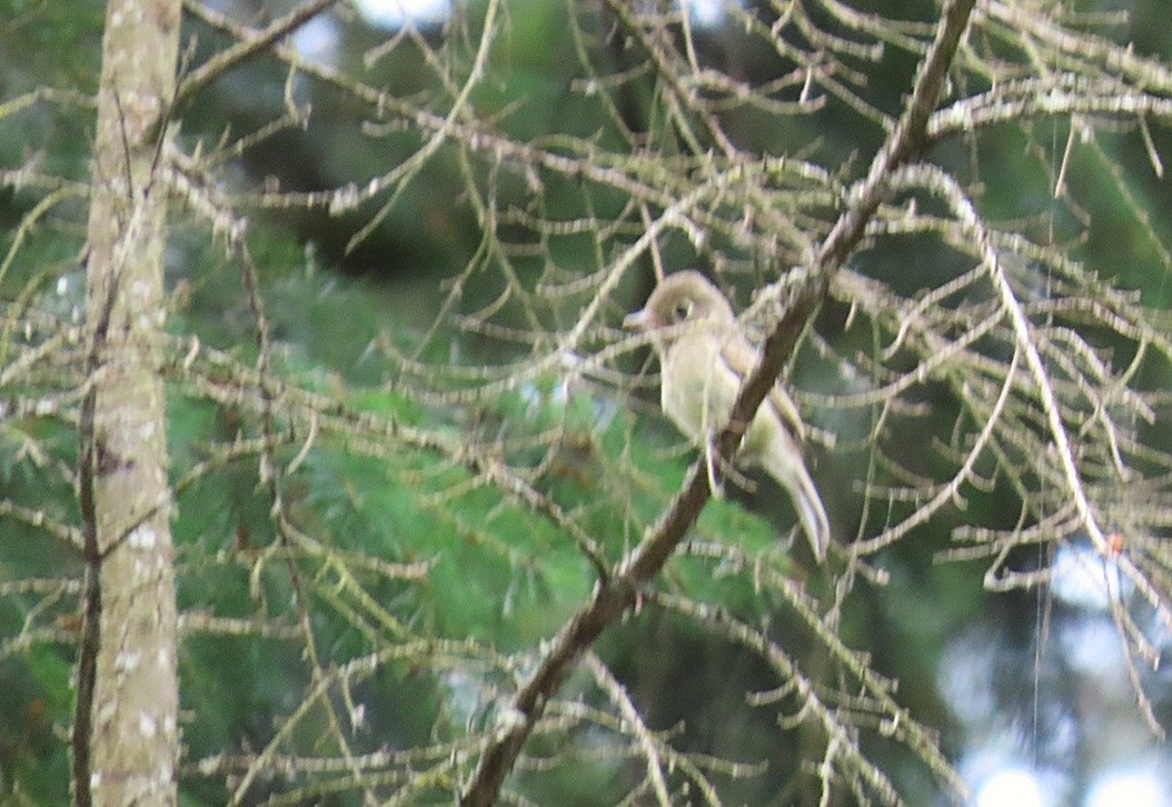 Western Flycatcher (Pacific-slope) - ML645904168