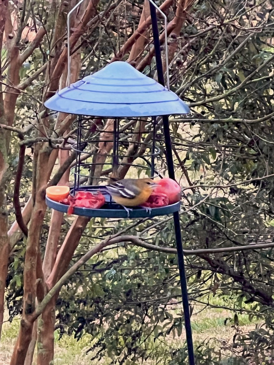 Балтиморский трупиал - ML645904170