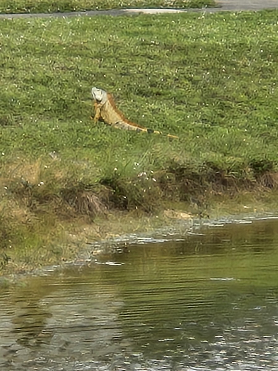 動物界 - ML645904171