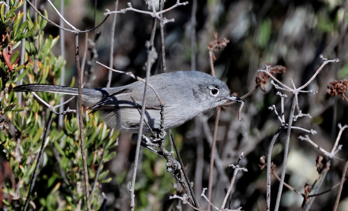 California Gnatcatcher - ML645904190
