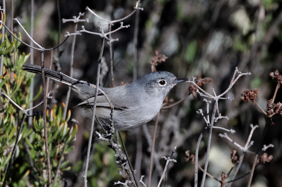 California Gnatcatcher - ML645904191
