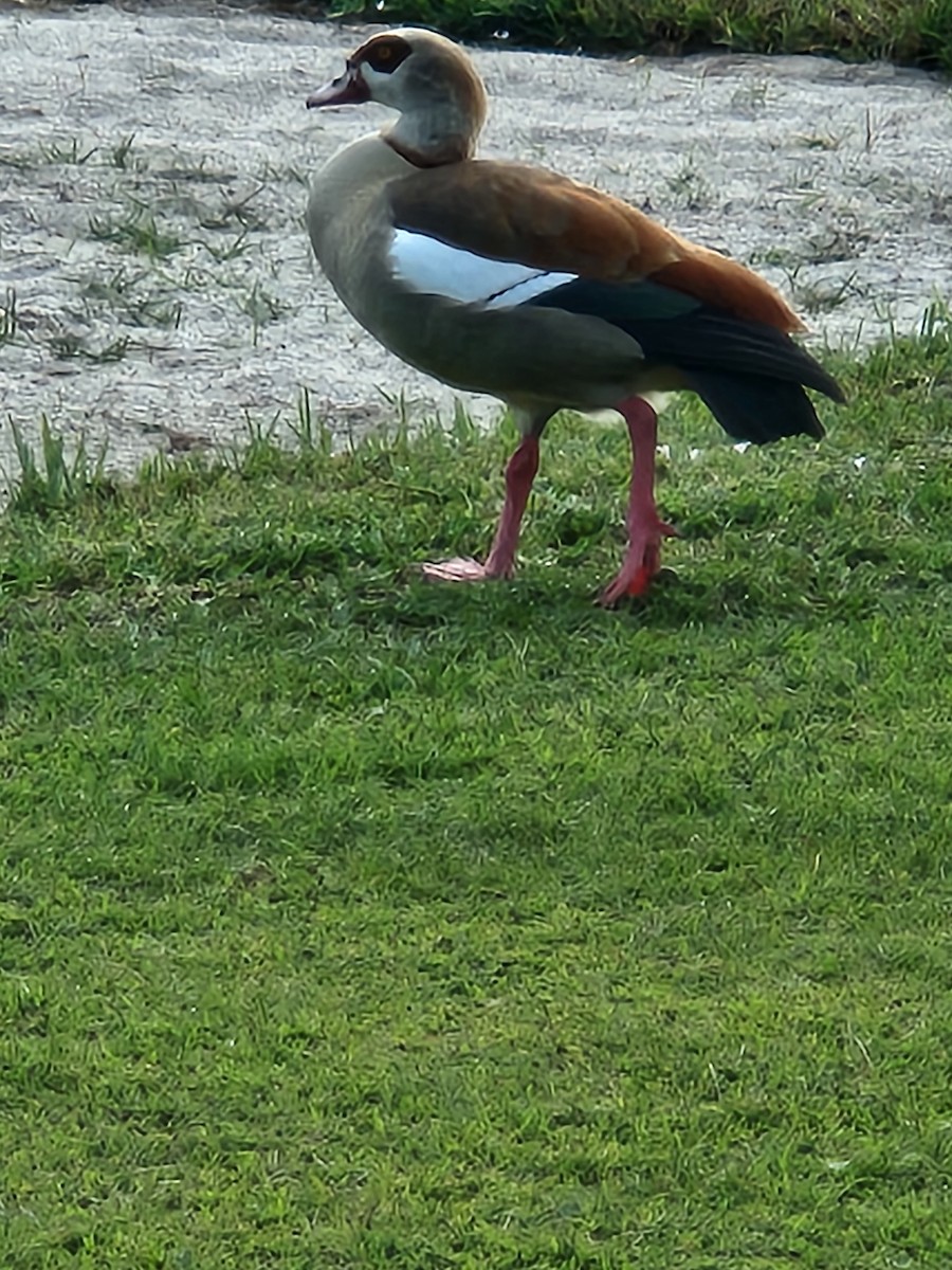 埃及雁 - ML645904193