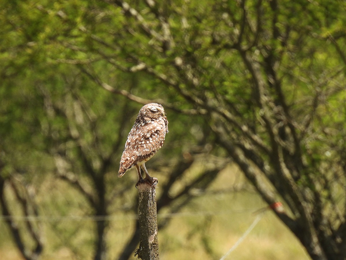 sýček králičí - ML645904195