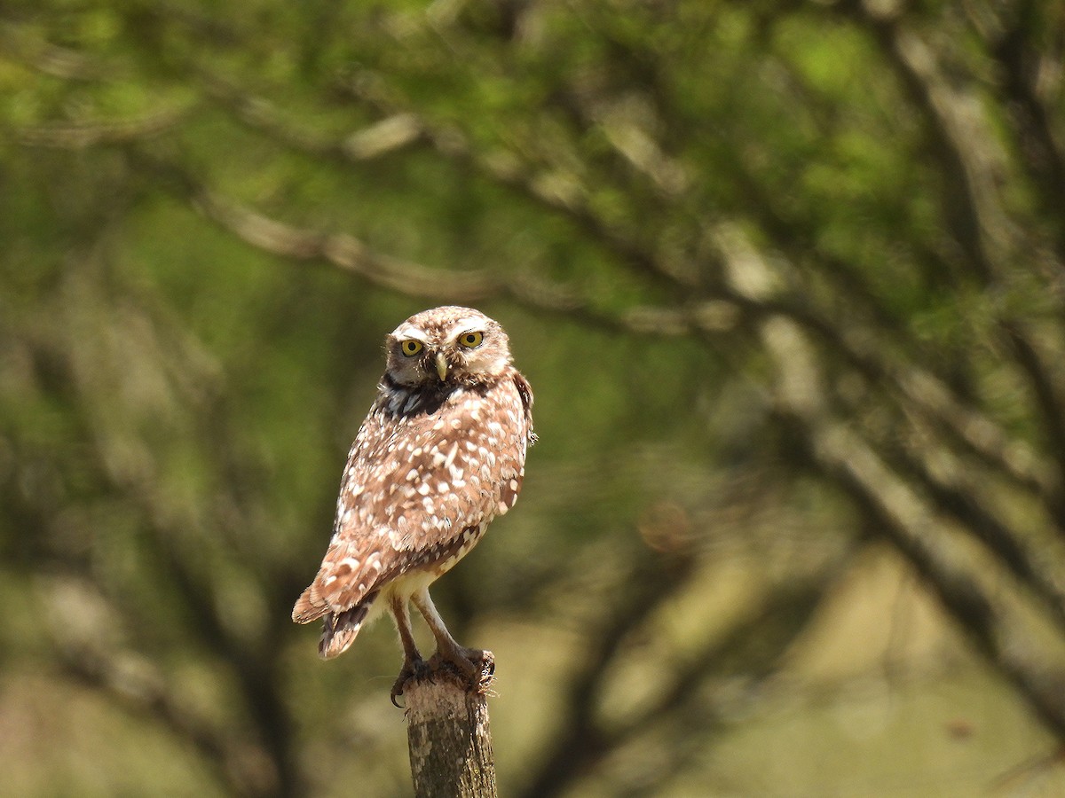 sýček králičí - ML645904196