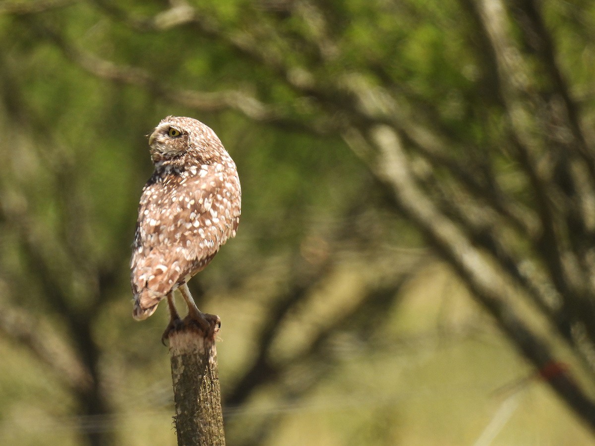 sýček králičí - ML645904197