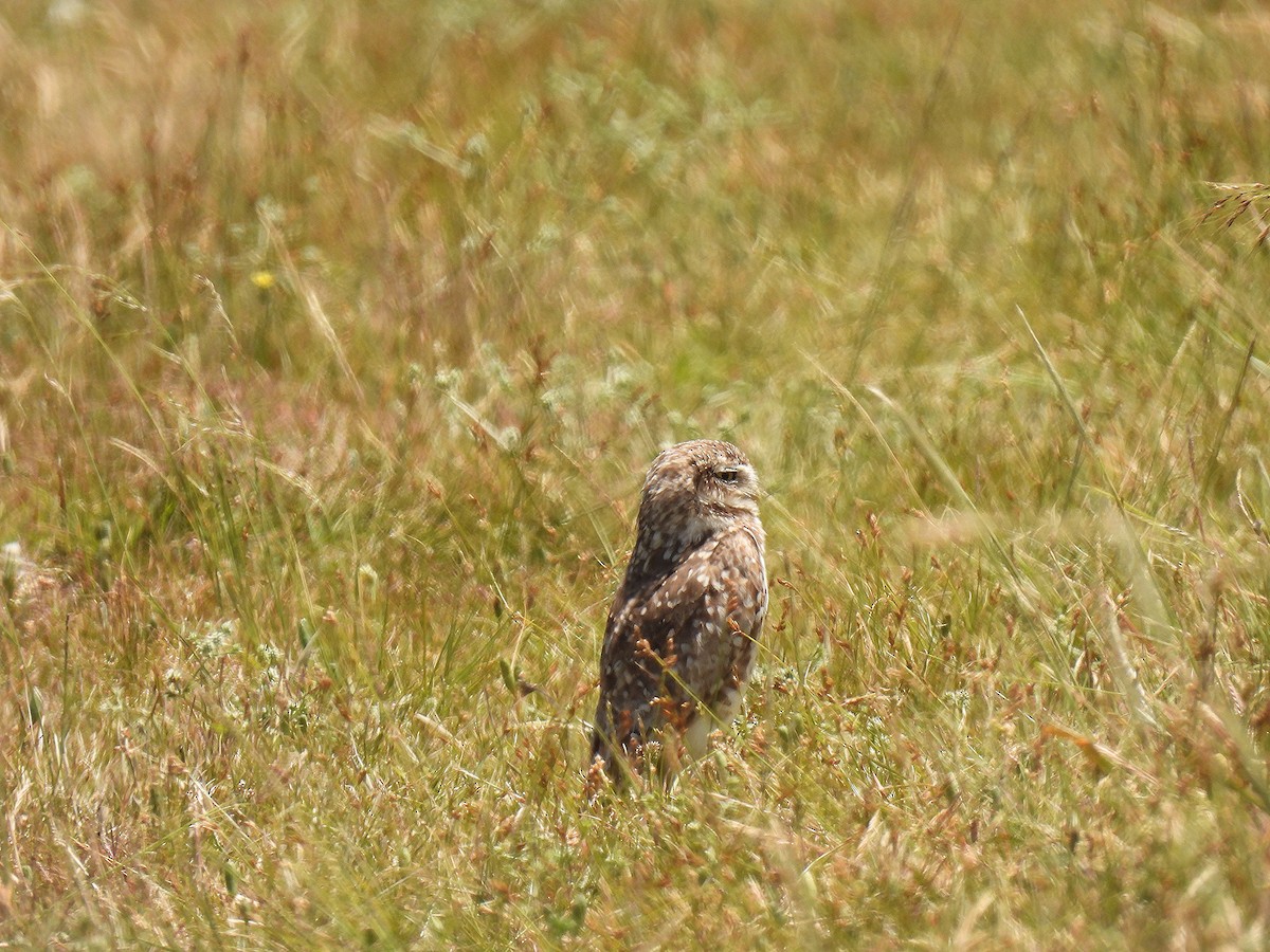 sýček králičí - ML645904198