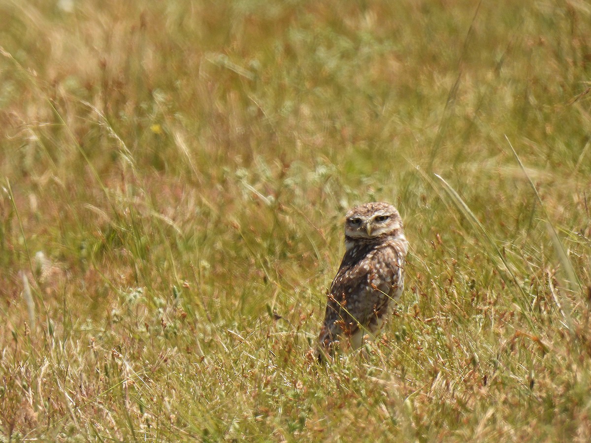 sýček králičí - ML645904204