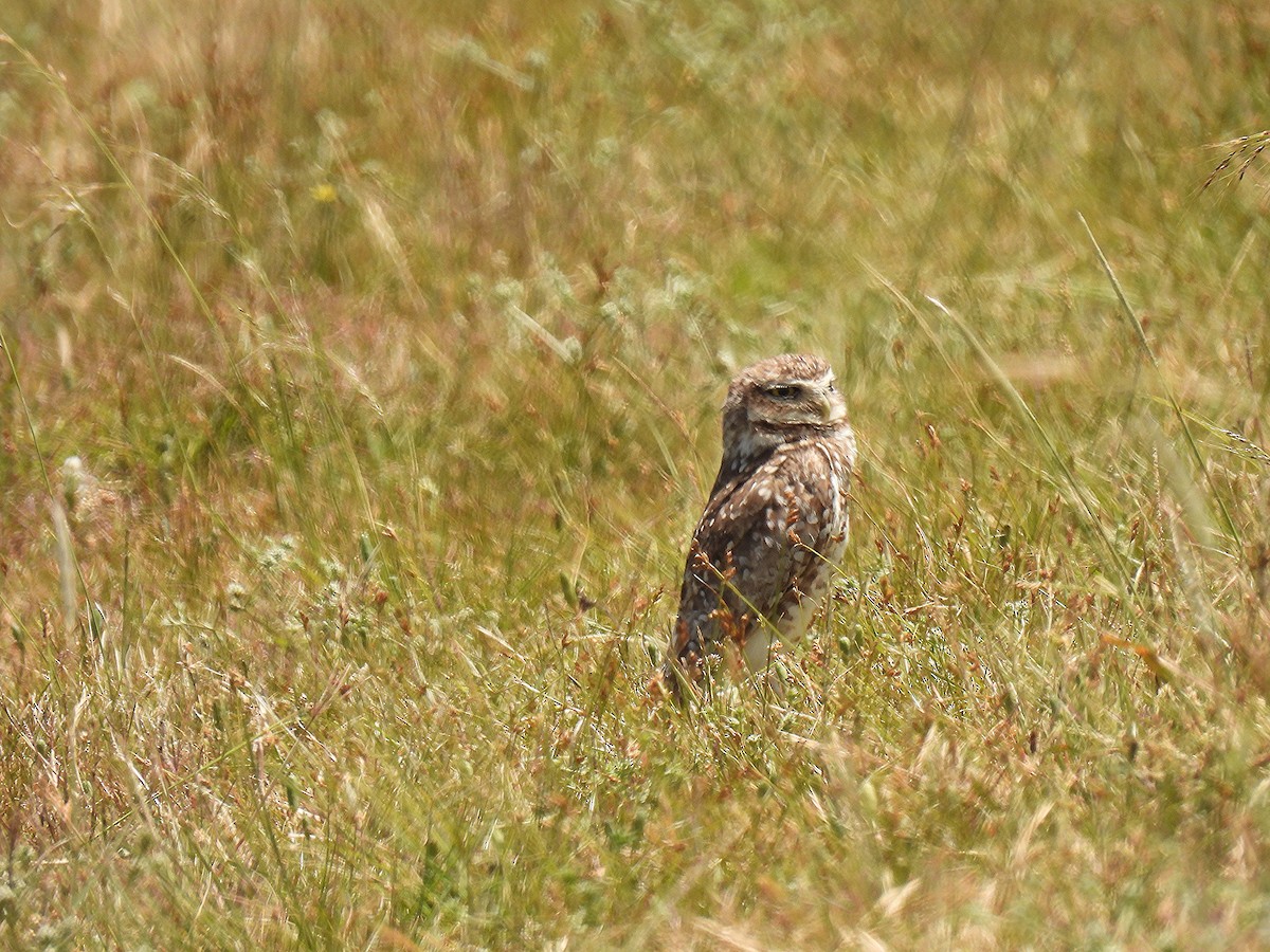 sýček králičí - ML645904205