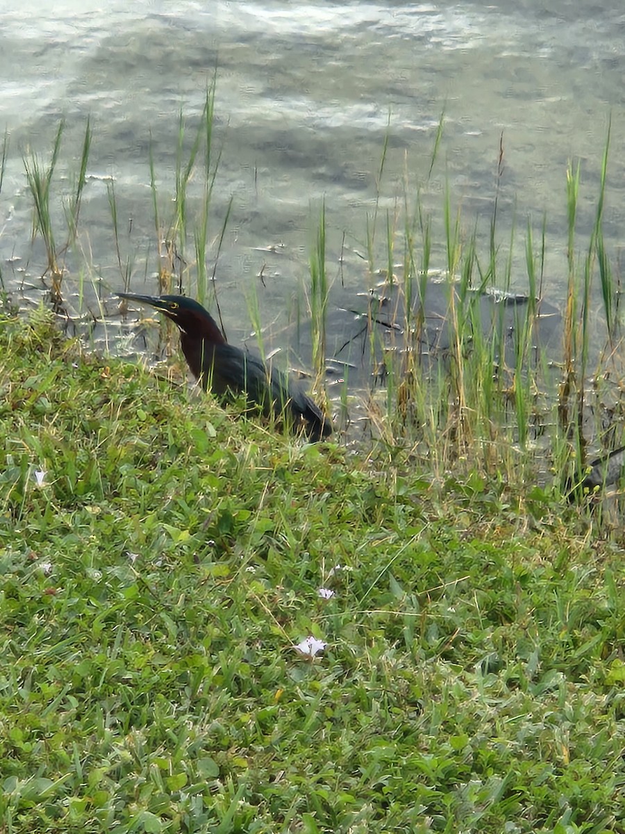 Green Heron - ML645904210