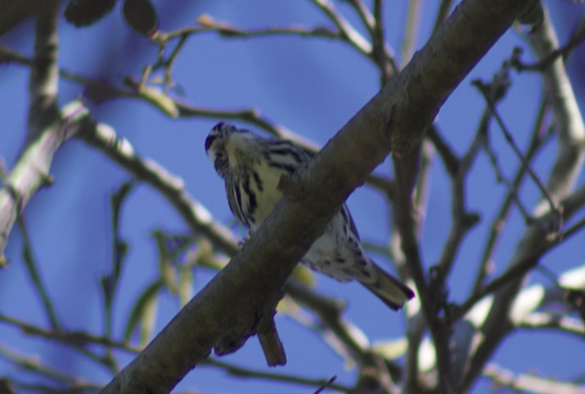 lesňáček černobílý - ML645904211