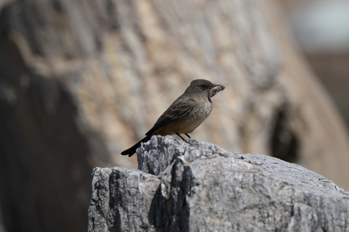 Say's Phoebe - ML645904212