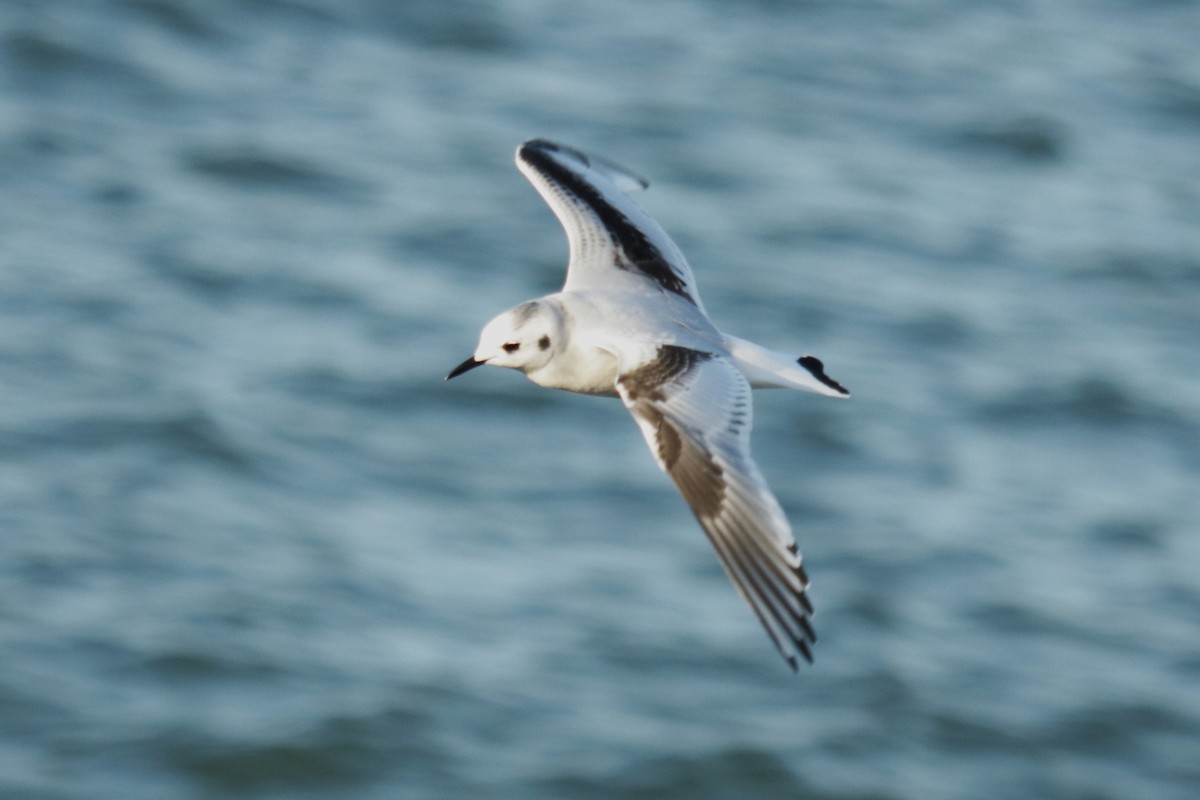 Little Gull - ML645904219