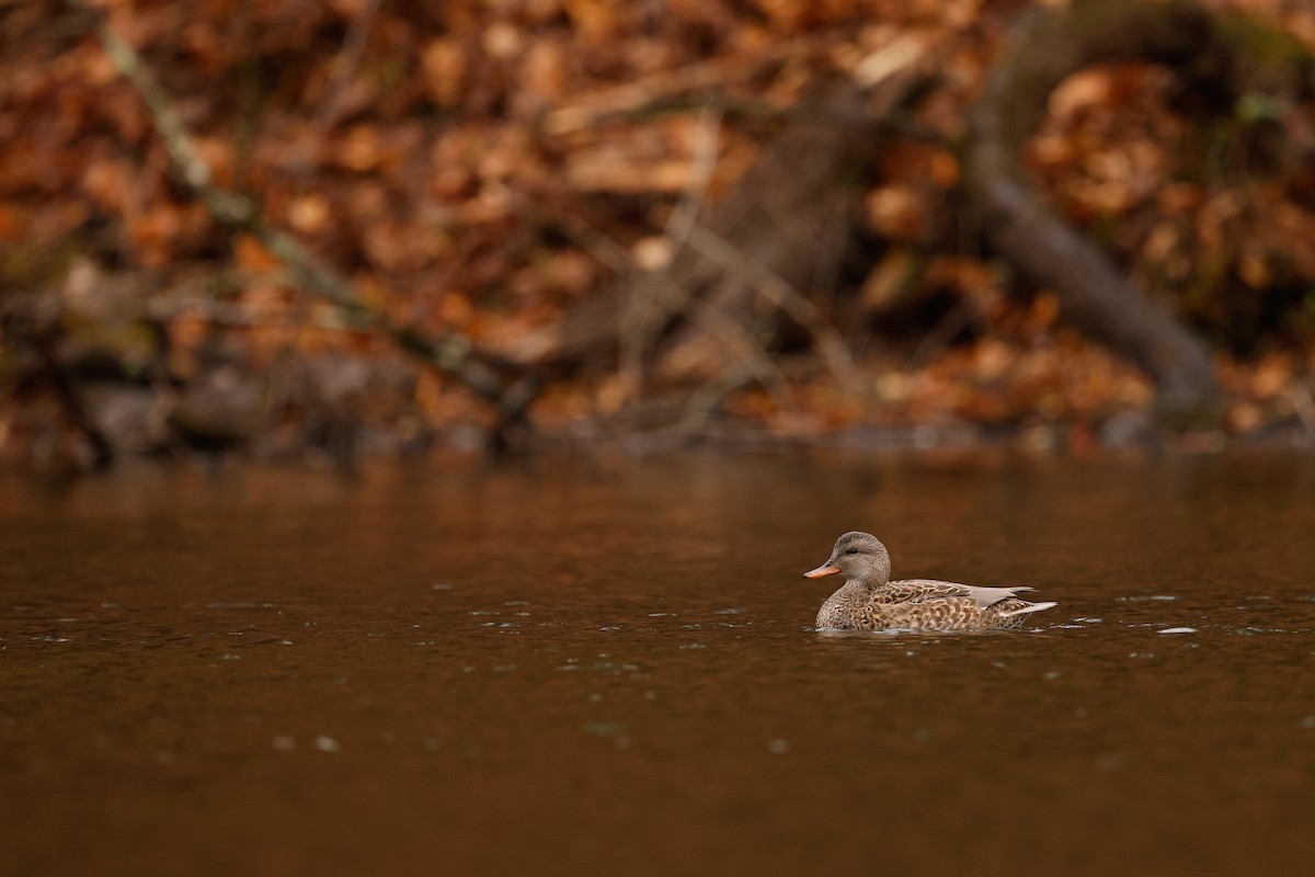 Серая утка - ML645904254
