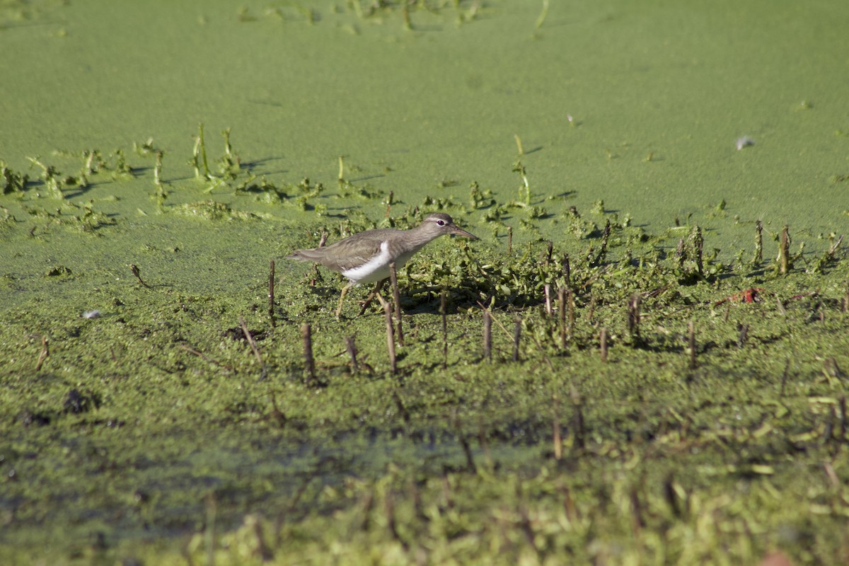 pisík americký - ML645904257