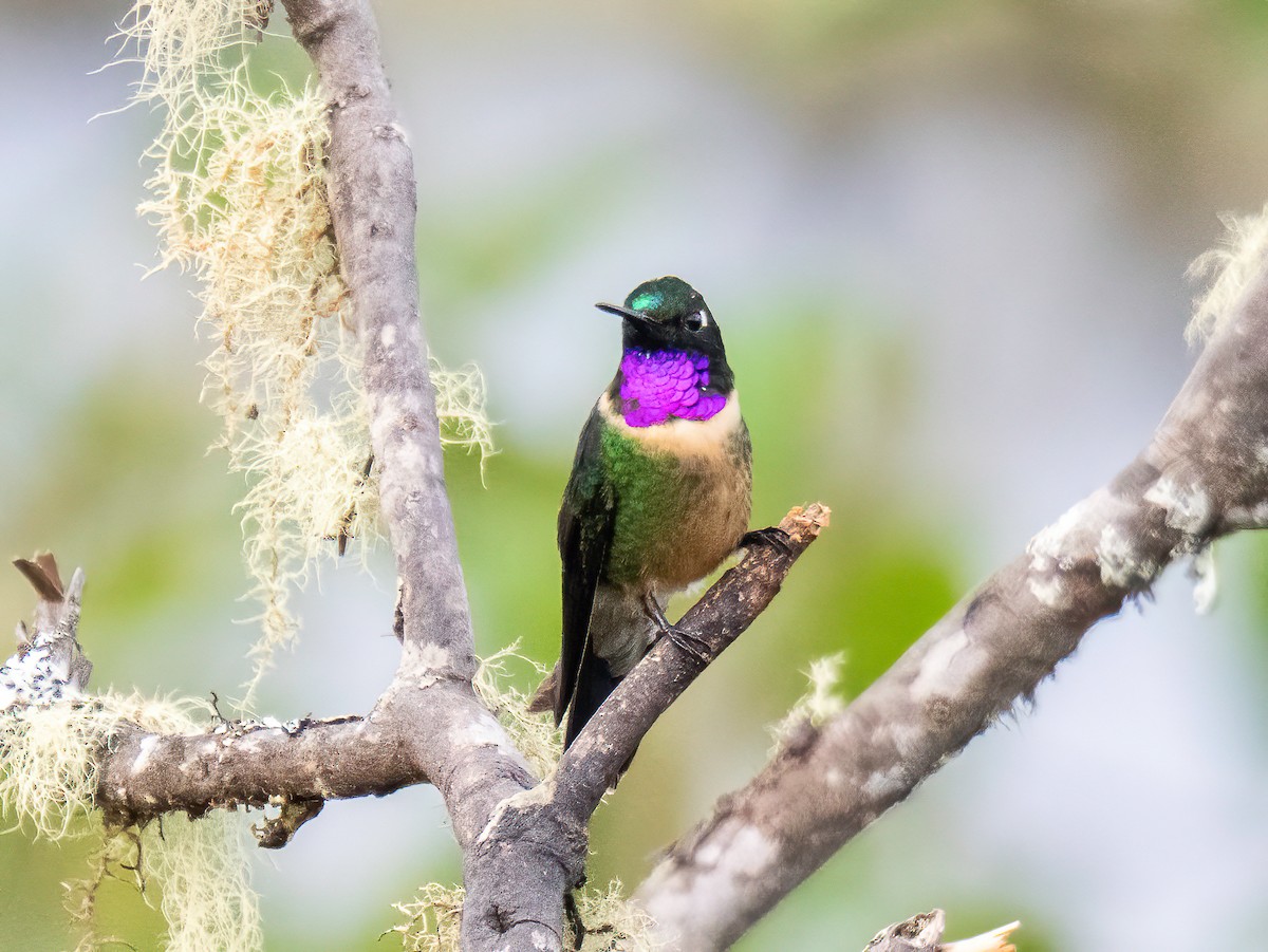 Amethyst-throated Sunangel - ML645904259