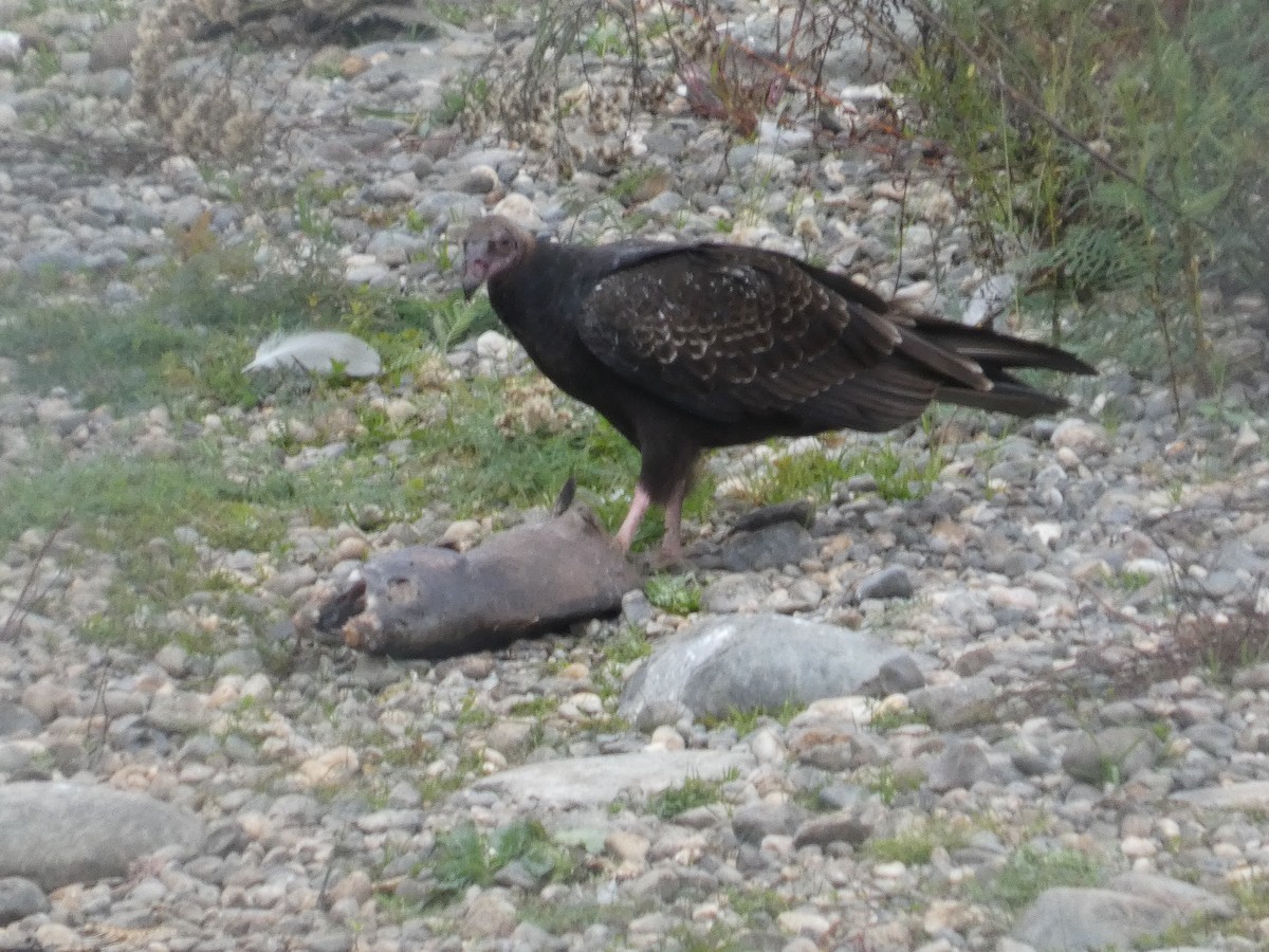 Turkey Vulture - ML645904264