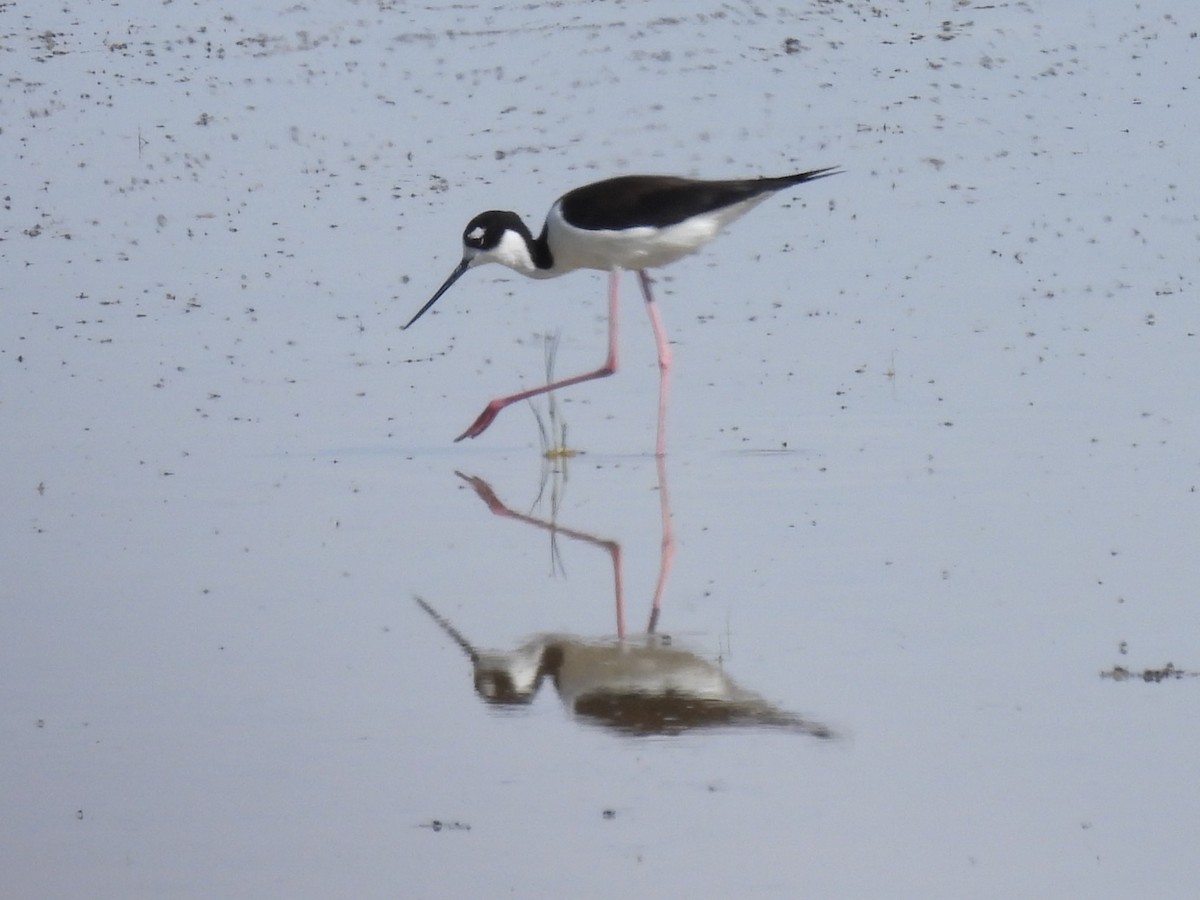 svartkronestylteløper - ML645904273