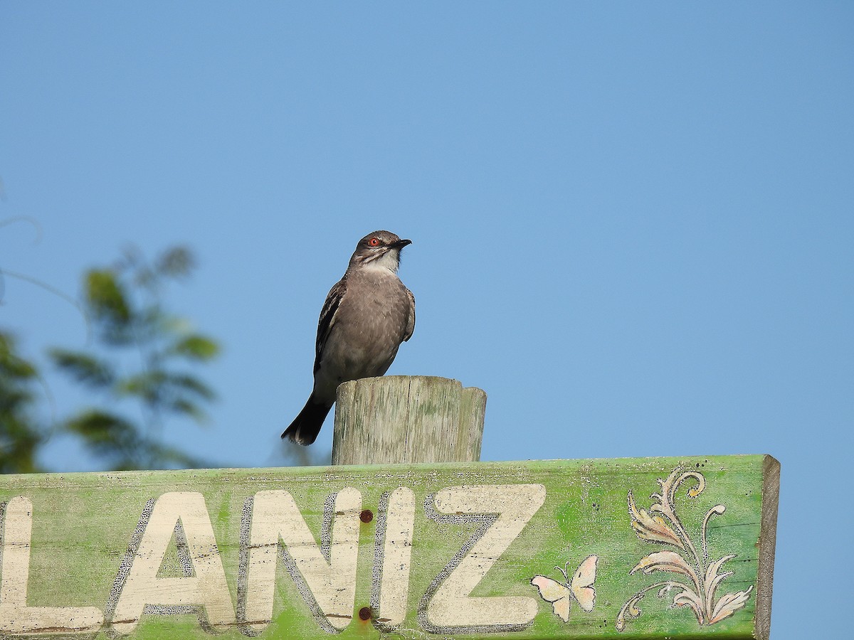 Gray Monjita - ML645904274