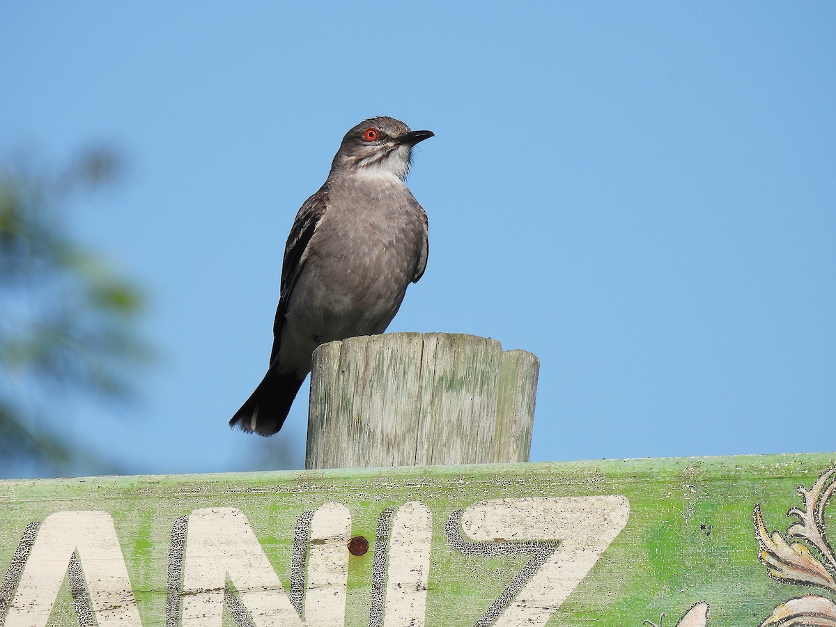 Gray Monjita - ML645904275