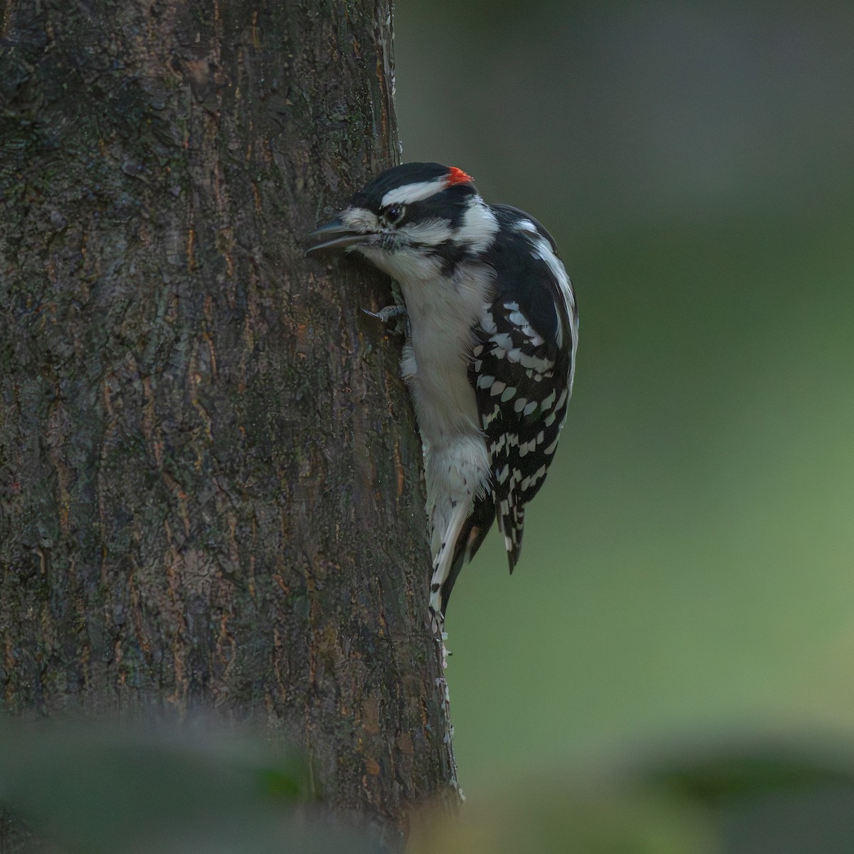 Downy Woodpecker - ML645904287
