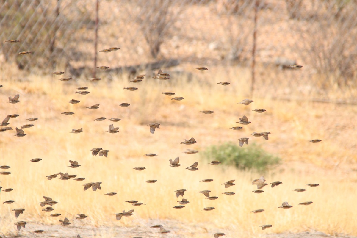 blodnebbvever - ML645904293