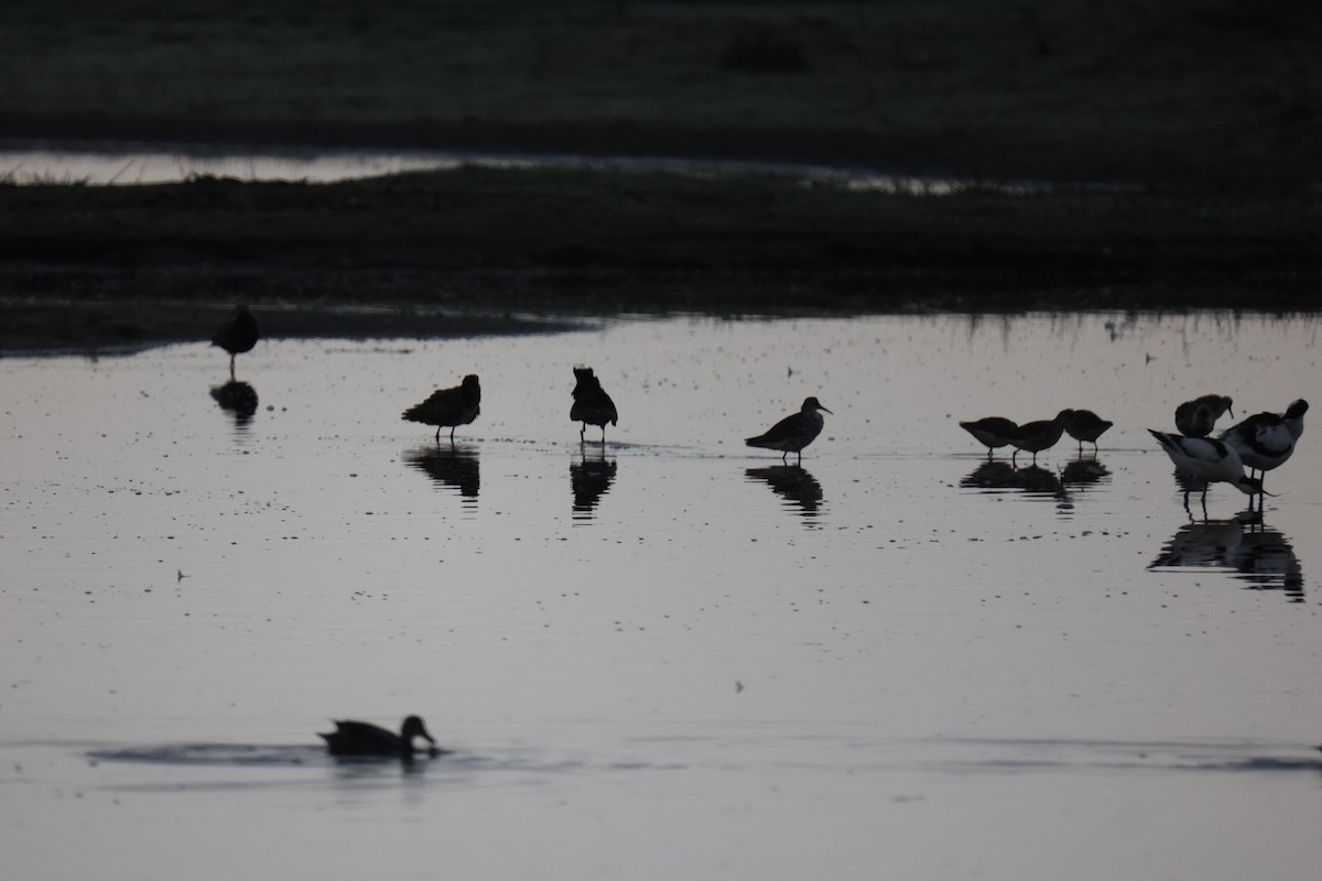 brushane - ML645904295