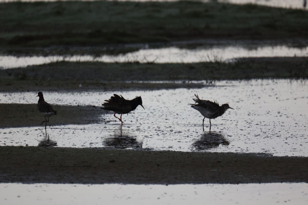 brushane - ML645904298