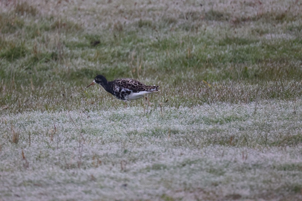 brushane - ML645904302