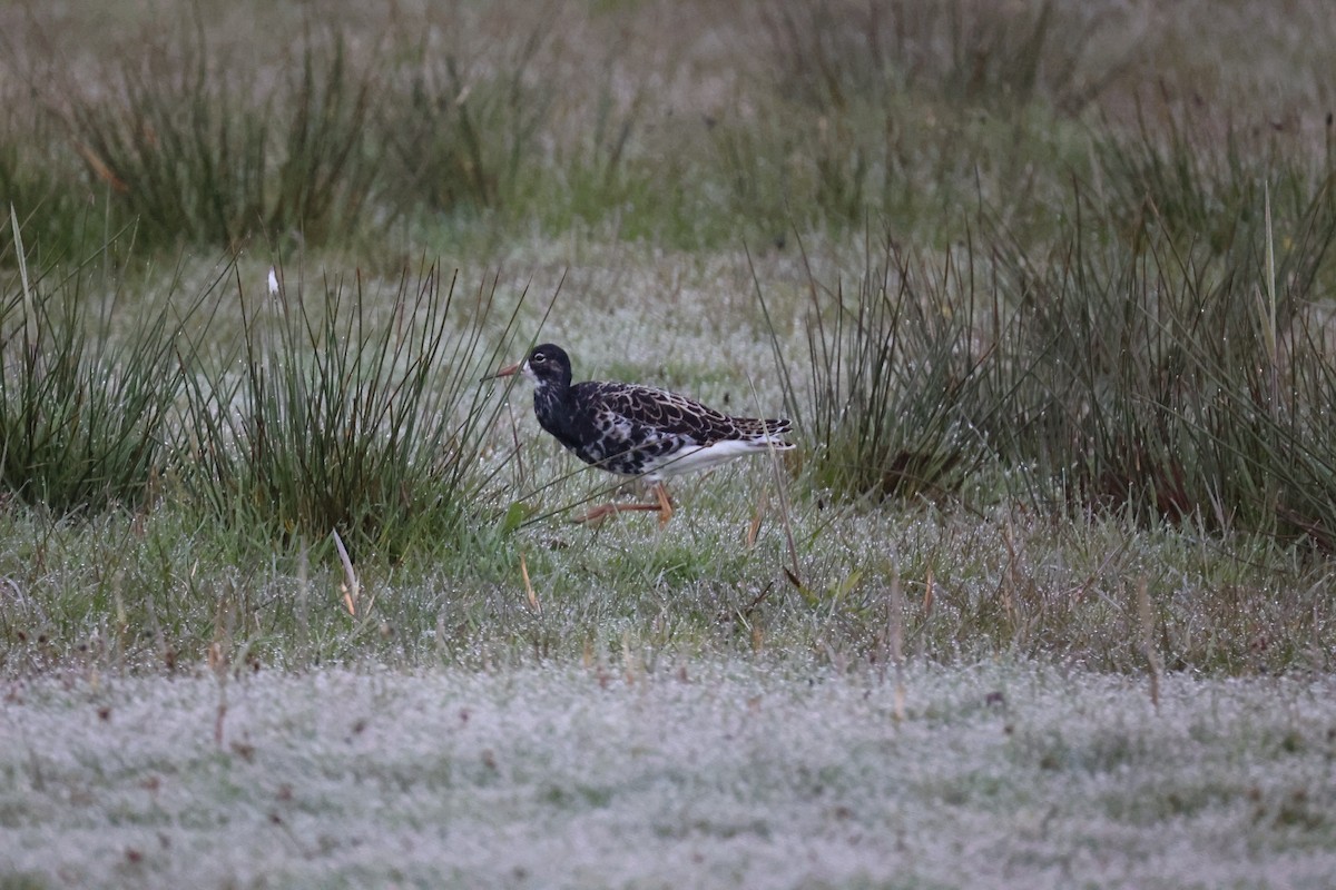 brushane - ML645904303