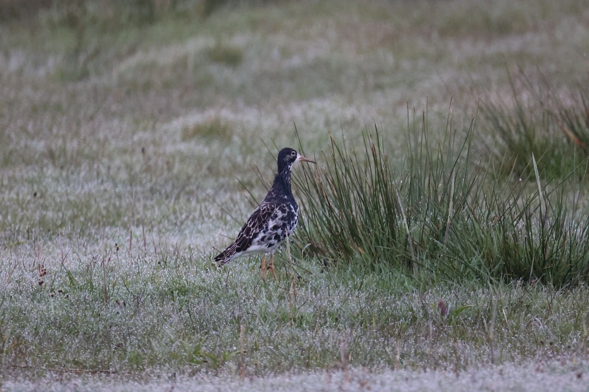 brushane - ML645904304