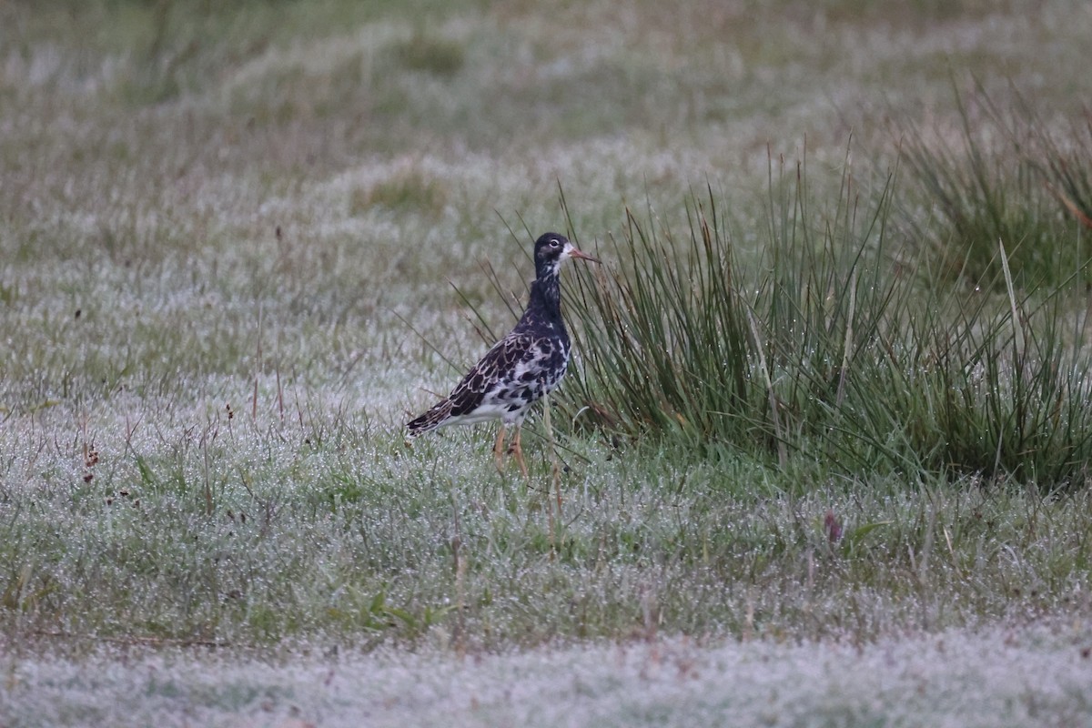 brushane - ML645904305