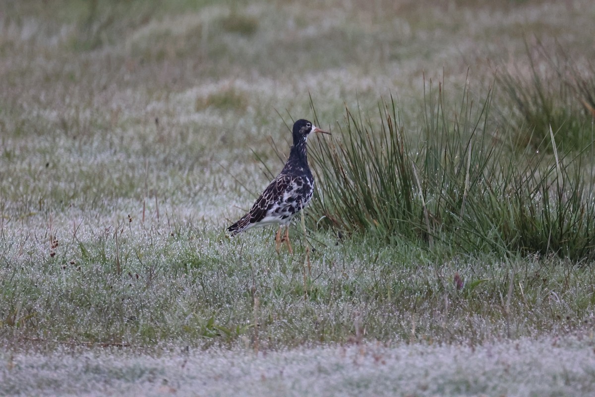 brushane - ML645904306