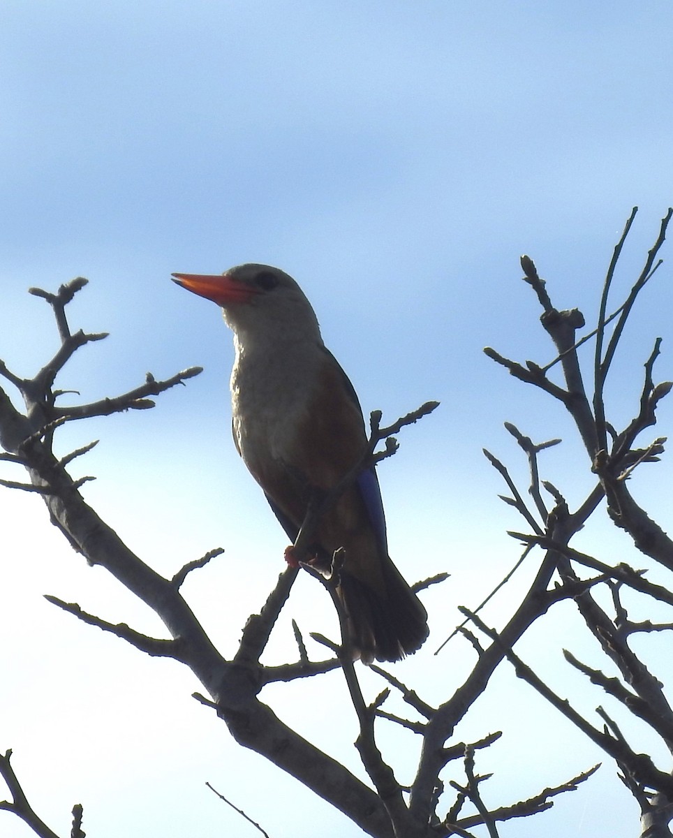ledňáček šedohlavý - ML645904308