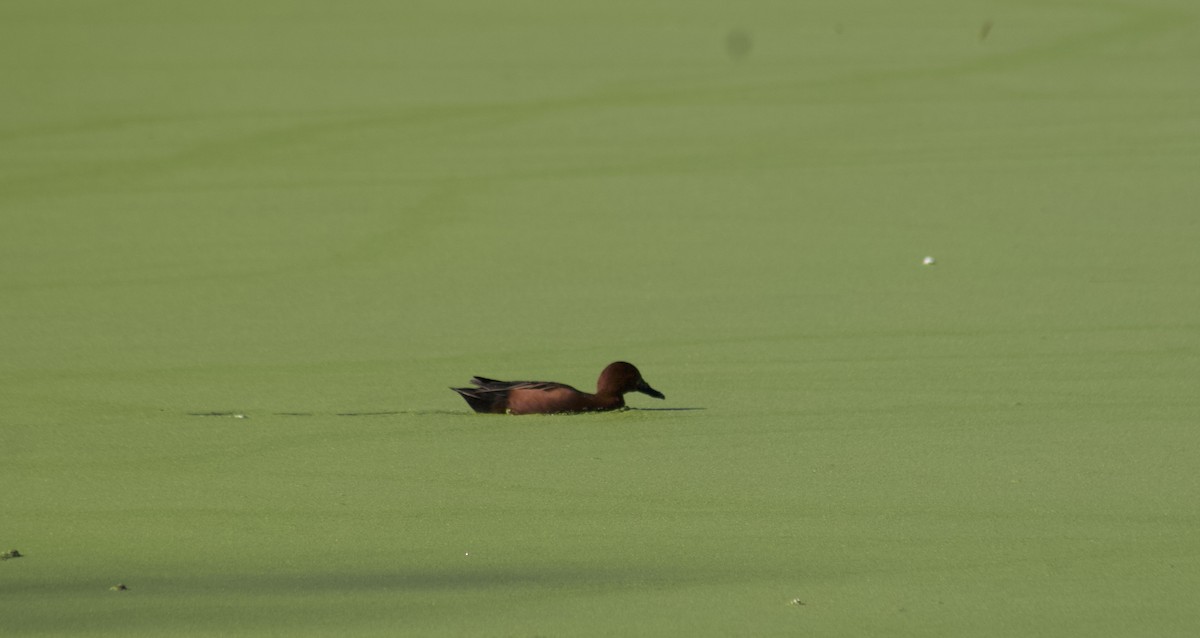 čírka skořicová - ML645904310