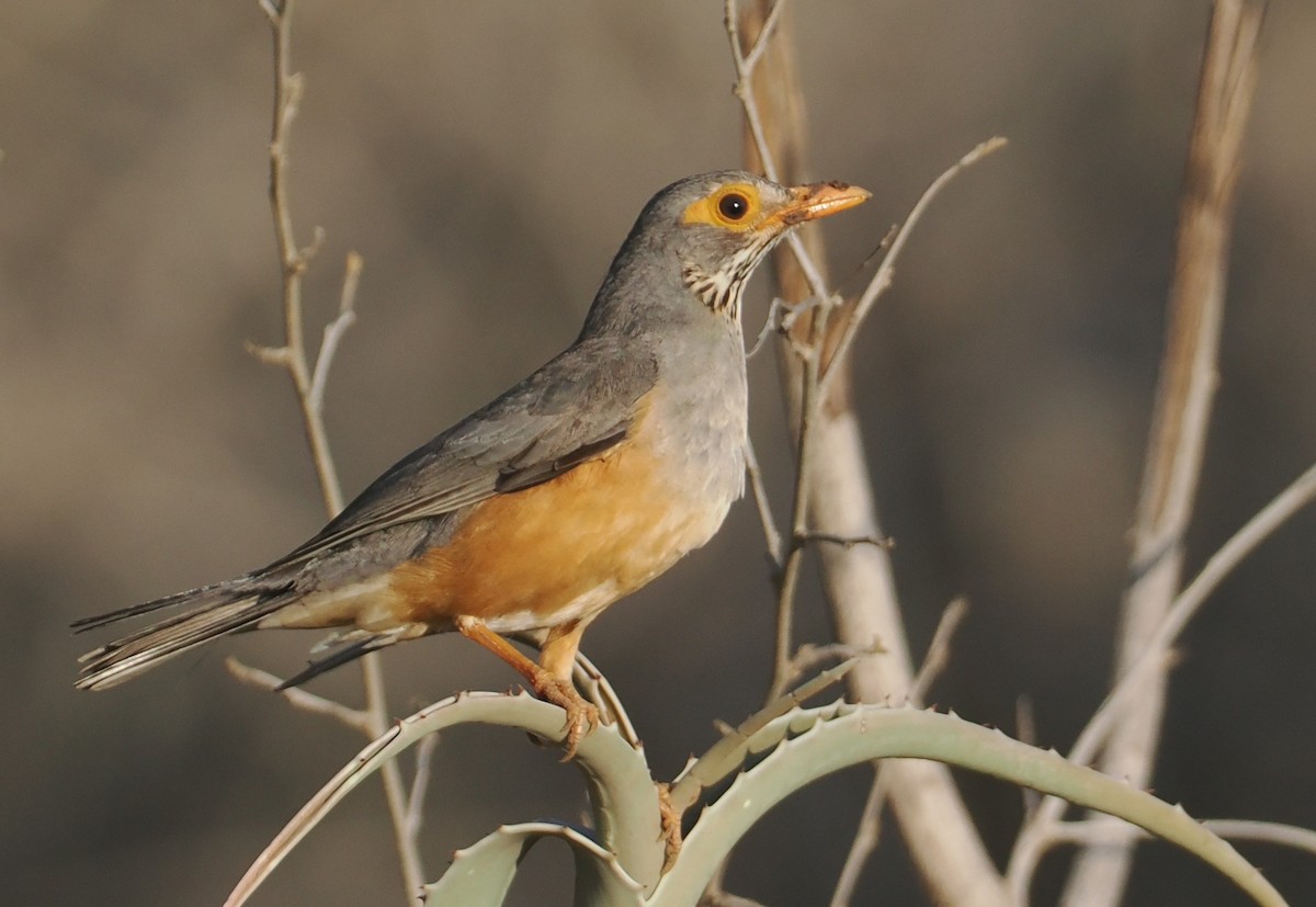 brilletrost - ML645904311