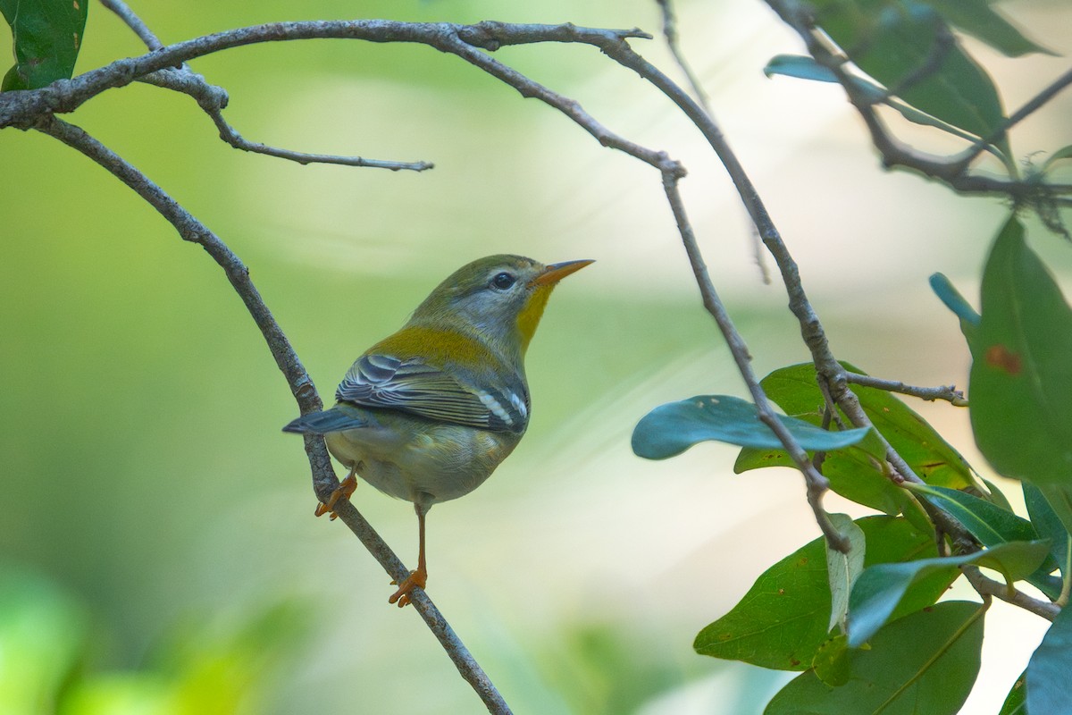 stryparula - ML645904312