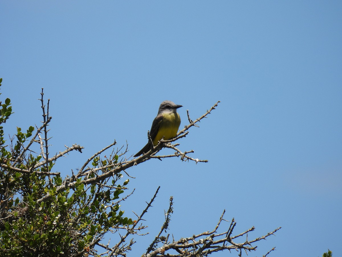 tropekongetyrann - ML645904313