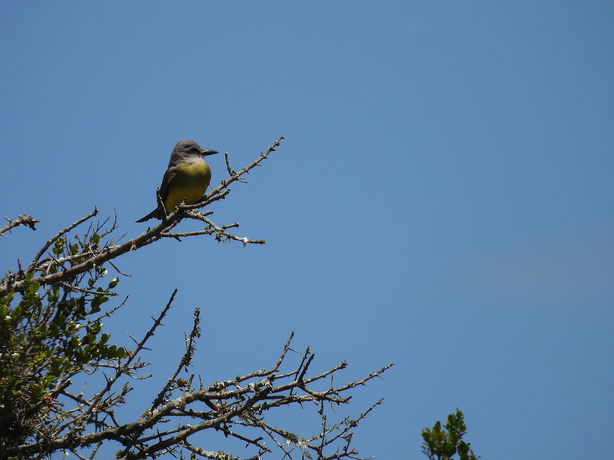 tropekongetyrann - ML645904315