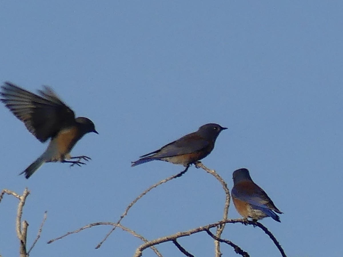 vestblåfugl - ML645904316