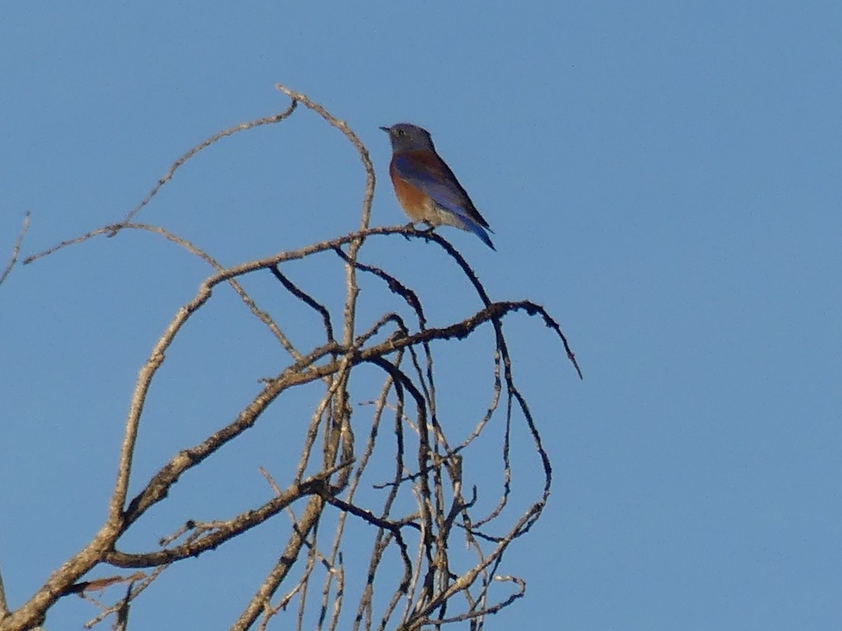 vestblåfugl - ML645904317