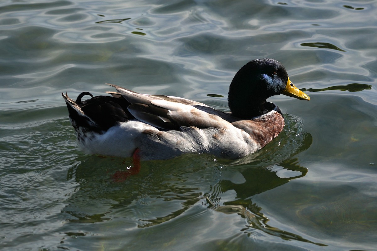 stokkand - ML645904318