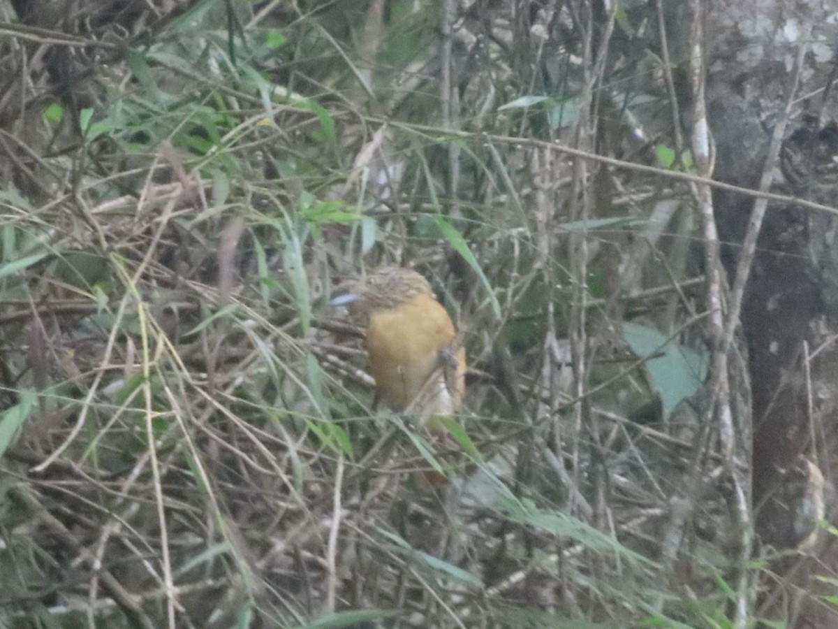 båndmaurvarsler - ML645904319