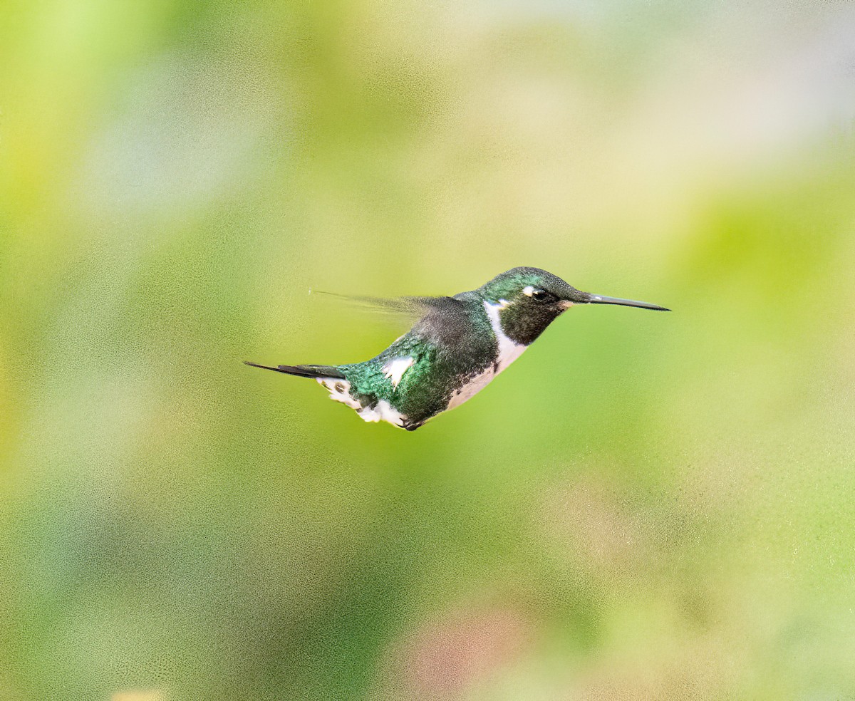 hvitbukkolibri - ML645904322