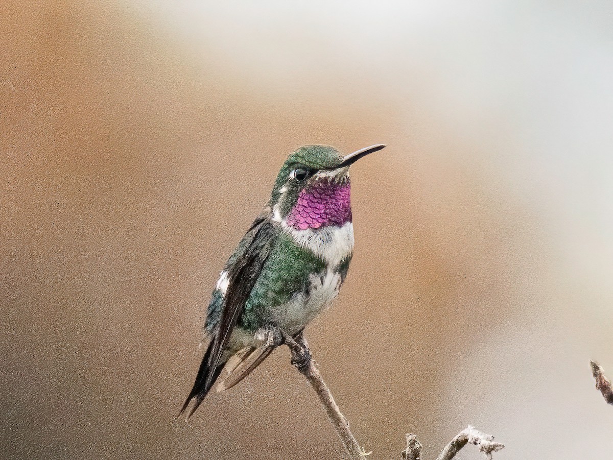 hvitbukkolibri - ML645904323