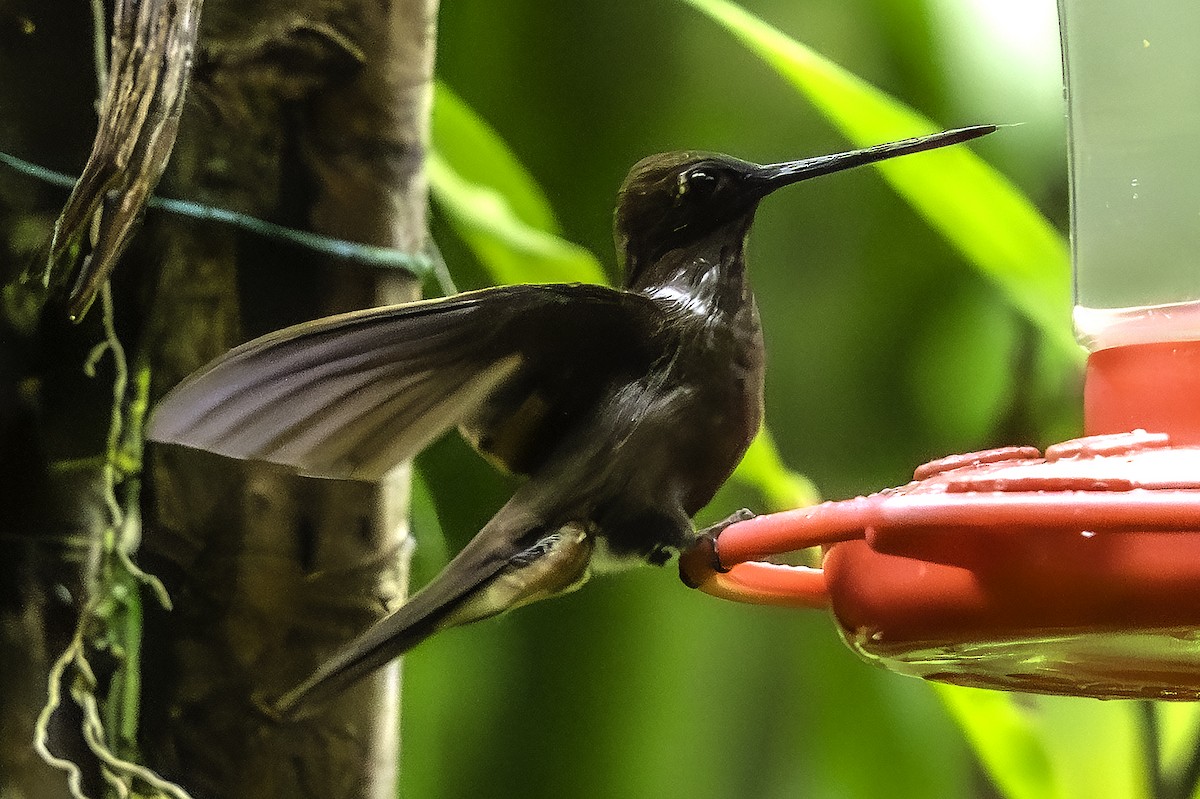 bruninka - ML645904325